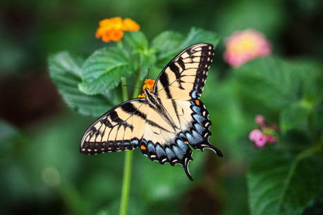 schmetterling haus dom moty l ov
